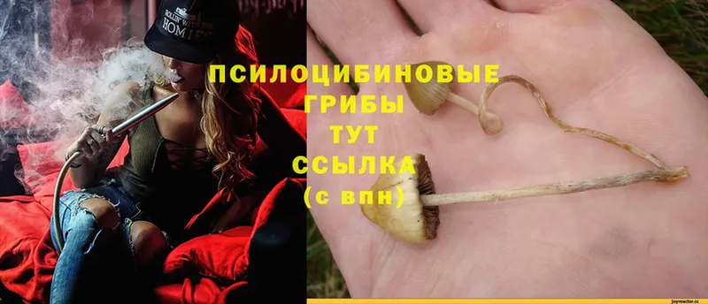 Галлюциногенные грибы Psilocybe  где купить наркоту  Десногорск 